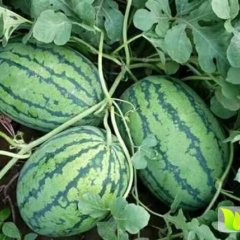 2016合阳西瓜今年价格有看点