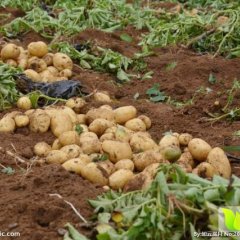 公主岭土豆价格适宜怀德待办万隆