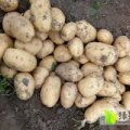 吉林吉林于孩7月甜王系列西瓜