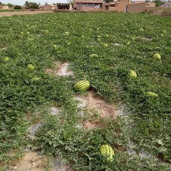 我们会宁县扎子塬西瓜上市了