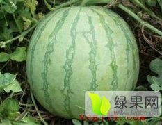 河南开封花皮无籽西瓜著名品种