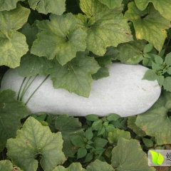 夏邑冬瓜聚焦市场,河南郭团辉