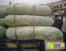河南新野白皮冬瓜逐渐升温