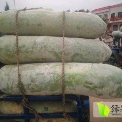 河南新野白皮冬瓜逐渐升温