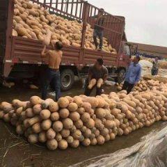 密本南瓜原产亚热带