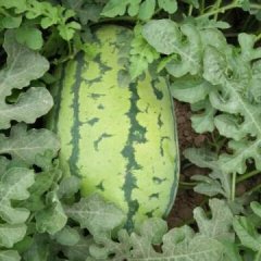 金川双湾鲁亮山7月新绿宝西瓜