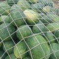 扶沟吕谭刘红静7月龙卷风西瓜