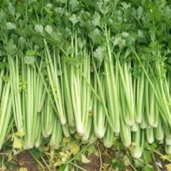 禹城芹菜名优产品,菜质量好，颜色亮黄