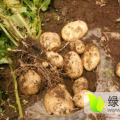 公主岭市怀德镇延薯四号代办费一分