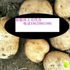公主岭市怀德镇尤金土豆上市了