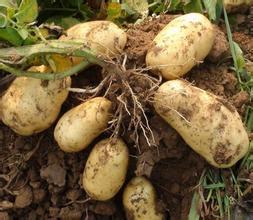 七月围场荷兰土豆上市 共同发财