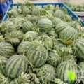 2016东明西瓜再不来就没机会了！