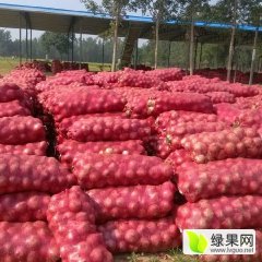 2016乾安洋葱半高桩，扁圆形