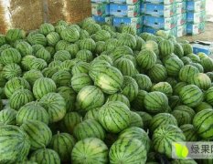 2016通许西瓜俏销大江南北