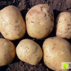 2016公主岭土豆抓住商机无限李选成