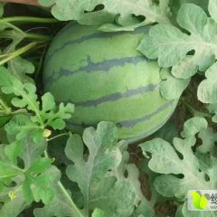 黑龙江桦川地雷瓜西瓜长势旺盛