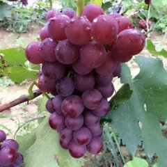 巩义浩丰庄园60亩巨峰葡萄成熟了，欢迎批发