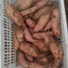 河北隆尧红薯上货量大