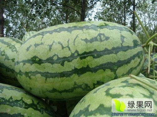 2016年河南夏邑冠龙价格