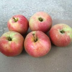 山西临猗嘎啦苹果品质优良老荆诚信合作