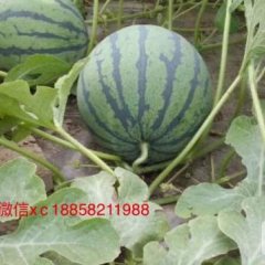 江北水果批发市场本人长期收购8424