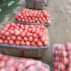 禹城西红柿何去何从市中孟先生诚信合作