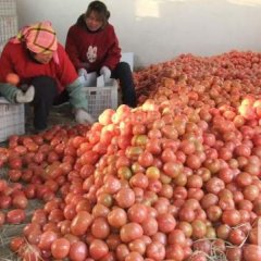 丰县西红柿何去何从,梁寨滕义法