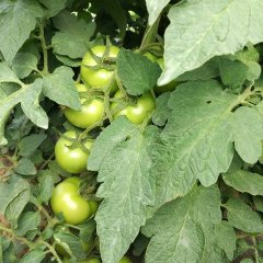 喀喇沁旗西红柿早买早赚,上瓦张凯