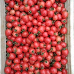 喀喇沁旗上瓦张凯7月瑞星西红柿