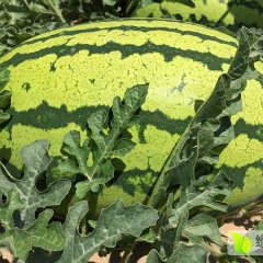 定边白泥井镇西瓜掉价