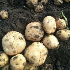 吉林公主岭尤金885土豆假一赔十