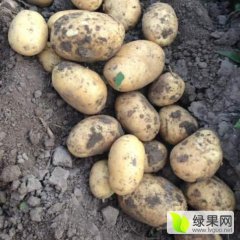 公主岭怀德曹凤红7月尤金885土豆