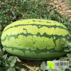 会宁郭城孙汉7月金城5号西瓜