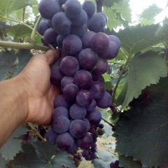 辛集我地区种植巨峰葡萄 口感甜美