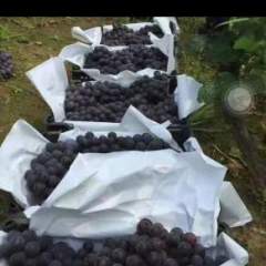 晋州京亚葡萄现以大量上市，串大