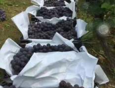 晋州京亚葡萄现以大量上市，串大