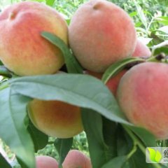 陕西大荔 阿布白毛桃价格