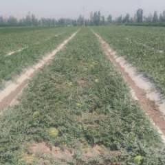 金昌市金川区双湾镇的西瓜现已全部成熟