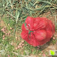 500吨优质冷库红皮惠民洋葱上市