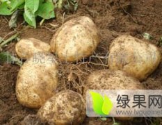 吉林公主岭尤金885土豆已经大量上市拉