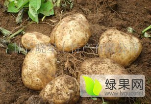 吉林公主岭尤金885土豆已经大量上市拉