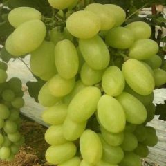 广宗葡萄质量上乘老聂诚信合作