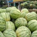 河南扶沟花皮无籽西瓜口感爽口