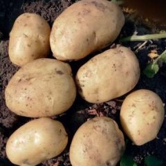 吉林省公主岭市怀德镇土豆七月中旬