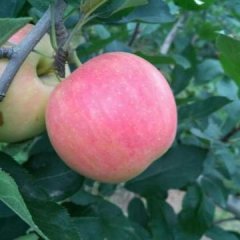 2016临猗苹果现在订货有惊喜