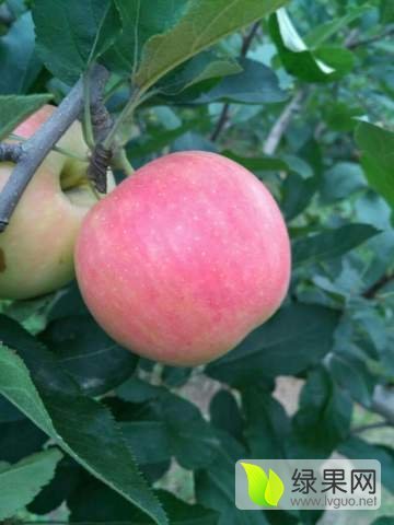 2016年山西临猗嘎啦价格