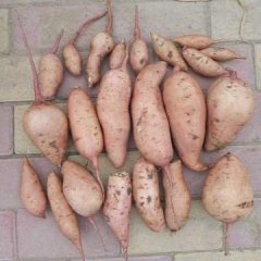 景县瑞隆合作社龙九