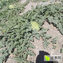 会宁扎子塬西瓜