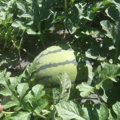 七月底陆续上市皮毛好耐运输口头好