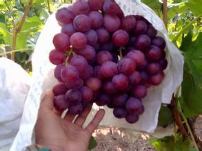 陕西蒲城红提葡萄火热上市